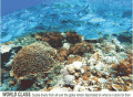 Bohol corals get $3.4M in revenues